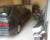 r19 et t max et sprit